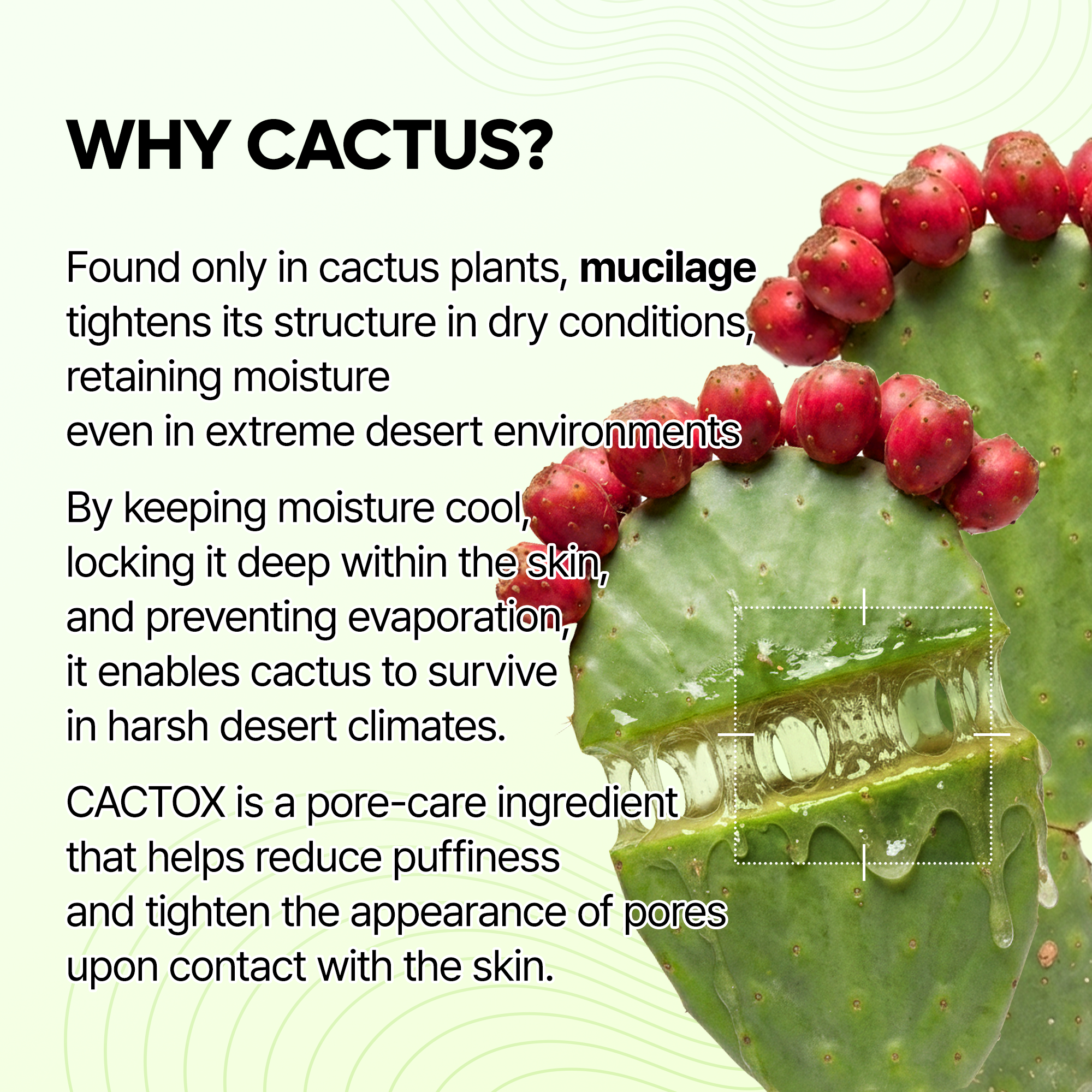 Cactox Hydro Pore Care Set - image 13
